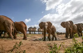 Two-day wildlife safari from Mombasa with stay at Salt Lick Lodge