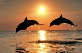 Pula dolphin-watching boat tour with dinner on board