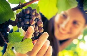 San Gimignano, Chianti and Montalcino Tour from Siena with Wine Tasting