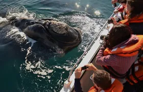 Peninsula Valdes Tour with Optional Whale Watching