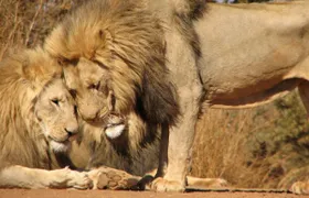 Pilanesberg National Park Safari with Sun City from Johannesburg
