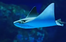 Cairns Aquarium admission ticket