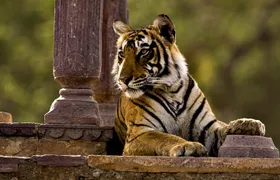 2 Days: Ranthambore Tiger Safari From Jaipur With Drop At Agra