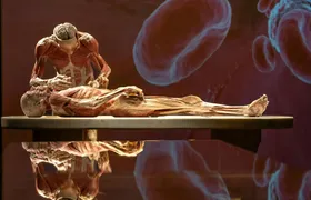 Body Worlds exhibition in Münster
