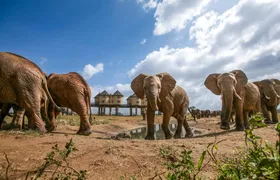 Two-day wildlife safari from Mombasa with stay at Salt Lick Lodge