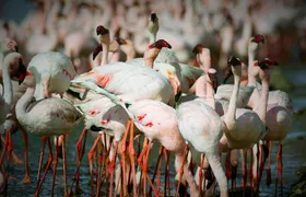 Walvis Bay Highlights Tour