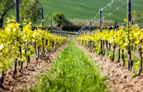Guided wine tasting tour in San Valentino vineyards