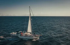 Dolphins and Whales Cruise Trip from Funchal