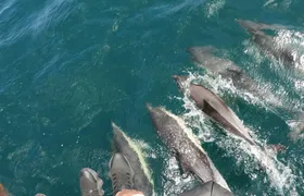 Dolphin watching in Tarifa from the coast of Cádiz with pickup
