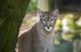 Zoo Tampa at Lowry Park