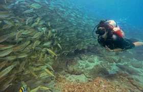 Fujairah two dives for certified divers