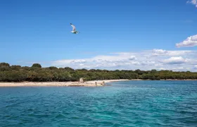 Brijuni National Park swimming and dolphin watching cruise