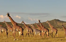 4-Day From Zanzibar Manyara, Serengeti & Ngorongoro Best Luxury Safari