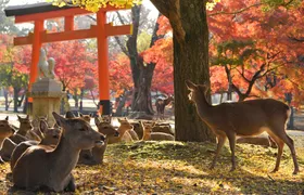 Nara half-day walking tour