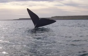 Peninsula Valdes with whale watching - Full day tour