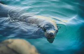 Cabo San Lucas Glass-Bottom boat cruise without transfer