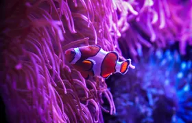Tickets to ZooQuarium in Tampa