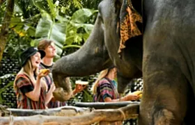 Half-day observation at Elephant Jungle Sanctuary from Phuket