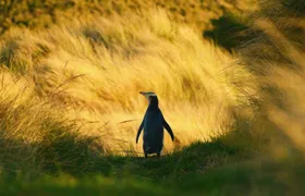 Penguin Habitat and Rehabilitation Centre Guided Tour in Dunedin