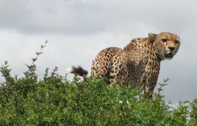 7 - Days Fascinating Tanzania Safari