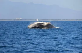 Puerto Vallarta Whale Watching Tour