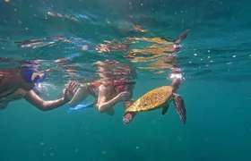 Fujairah snorkelling experience with transfer from Dubai