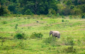 Thailand’s temples and trunks tour with Kui Buri elephant safari from Hua Hin