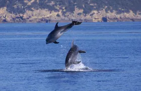 Sardinia Dolphin Watching Boat Cruise