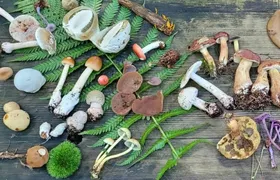 Guided mushroom foraging hike in Flensburg