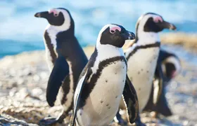 Cattolica Aquarium tickets with lunch