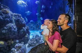 Entrance tickets to discover Hannover Sea Life Aquarium