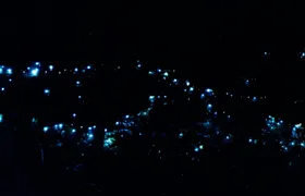 Evening rainforest and glow worm tour