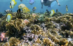 Snorkeling tour from RIU Atoll and RIU Palace Maldivas
