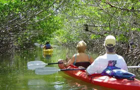 Key West Mangrove Kayak Eco Tour