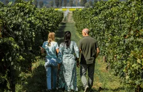 Wine tour in the Euganean Hills from Padua
