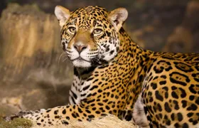 Hluhluwe Imfolozi Safari Day Tour (7)