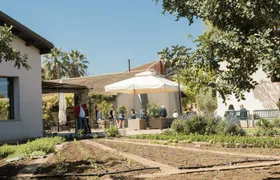 Buffalo mozzarella tour with lunch in Paestum