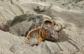 Turtle walks with marine biologist