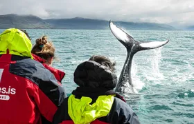 100% Whale Watching