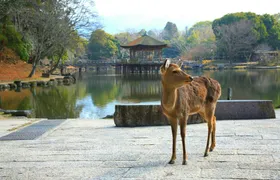 Himeji, Nara and Kobe full-day tour from Osaka