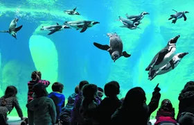 Wroclaw ZOO and Africarium entrance ticket