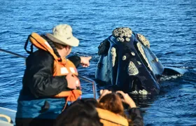 Peninsula Valdes and Whale Watching Tour from Puerto Madryn