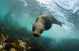 Seal viewing tour in Plettenberg Bay