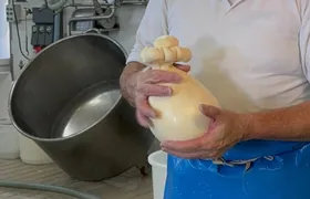 Visit to Masseria Cappella with Mozzarella and Bread Making Workshop