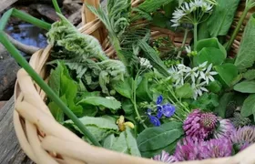 Essen wild plant foraging guided walk