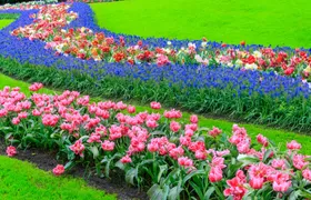 Windmill Cruise and Access to Keukenhof Gardens with Audioguide