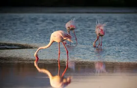 Flamingos oasis bike tour