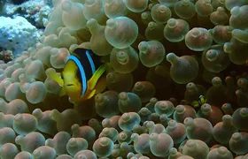 PADI Discover Scuba Diving from RIU Atoll and RIU Palace Maldivas