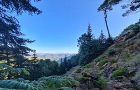 Private Hiking with transfer | Bosque de Pinsapos "Sierra Bermeja"