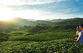 Private nature trip to Cameron Highlands from Kuala Lumpur